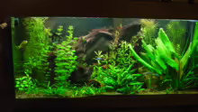 Pflanzen im Aquarium Becken 4188