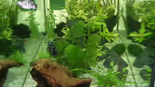 Pflanzen im Aquarium Becken 4225