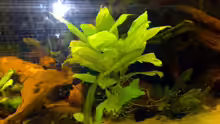 Pflanzen im Aquarium Becken 4242