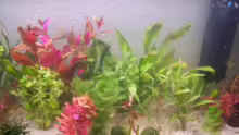 Pflanzen im Aquarium Becken 4266