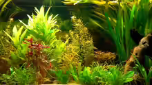 Pflanzen im Aquarium Becken 4396