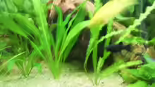 Pflanzen im Aquarium Becken 4453