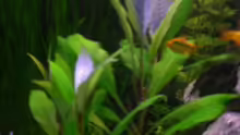 Pflanzen im Aquarium Becken 4457