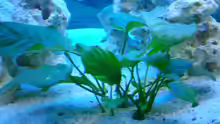 Pflanzen im Aquarium Becken 446