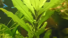 Pflanzen im Aquarium Becken 4502