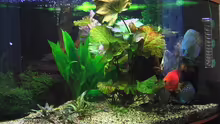 Pflanzen im Aquarium Becken 4614