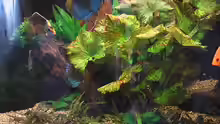 Pflanzen im Aquarium Becken 4614