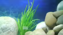 Pflanzen im Aquarium Becken 4659