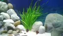 Pflanzen im Aquarium Becken 4659