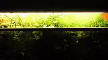 Pflanzen im Aquarium Becken 4819