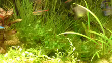 Pflanzen im Aquarium Becken 4999