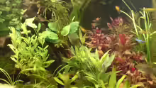 Pflanzen im Aquarium Becken 4999