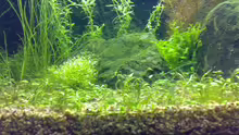 Pflanzen im Aquarium Becken 5078