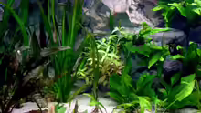 Pflanzen im Aquarium Becken 5180