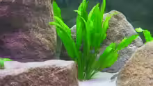 Pflanzen im Aquarium Becken 5255