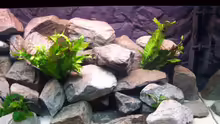 Pflanzen im Aquarium Becken 5620