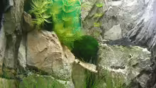 Pflanzen im Aquarium Becken 5728