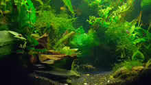 Pflanzen im Aquarium Becken 5755