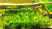 Pflanzen im Aquarium Becken 5883