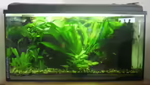 Pflanzen im Aquarium Becken 5980