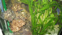 Pflanzen im Aquarium Becken 607