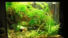 Pflanzen im Aquarium Becken 6146