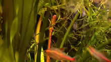Pflanzen im Aquarium Becken 6208