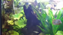 Pflanzen im Aquarium Becken 6220