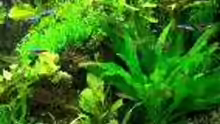 Pflanzen im Aquarium Becken 6267