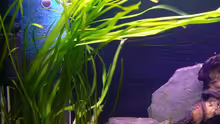 Pflanzen im Aquarium Becken 6291