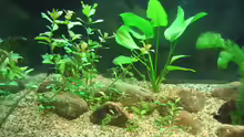 Pflanzen im Aquarium Becken 6382