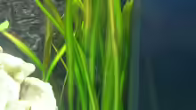 Pflanzen im Aquarium Becken 6399