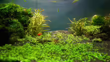 Pflanzen im Aquarium Becken 6424