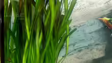 Pflanzen im Aquarium Becken 650