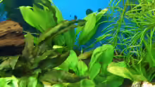 Pflanzen im Aquarium Becken 6541