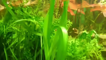 Pflanzen im Aquarium Becken 6624