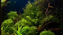 Pflanzen im Aquarium Becken 6659
