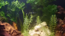 Pflanzen im Aquarium Becken 6766