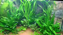 Pflanzen im Aquarium Becken 6860