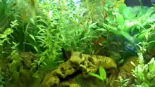 Pflanzen im Aquarium Becken 6880