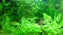 Pflanzen im Aquarium Becken 6960