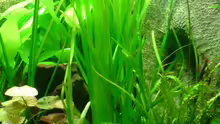 Pflanzen im Aquarium Becken 6962