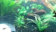 Pflanzen im Aquarium Becken 6973