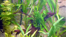 Pflanzen im Aquarium Becken 6988