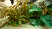 Pflanzen im Aquarium Becken 7007