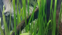 Pflanzen im Aquarium Becken 7120