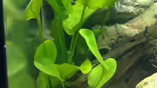 Pflanzen im Aquarium Becken 7120