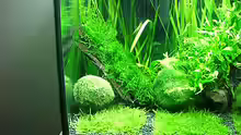 Pflanzen im Aquarium Becken 7307