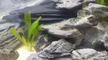 Pflanzen im Aquarium Becken 7487