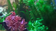 Pflanzen im Aquarium Becken 7588